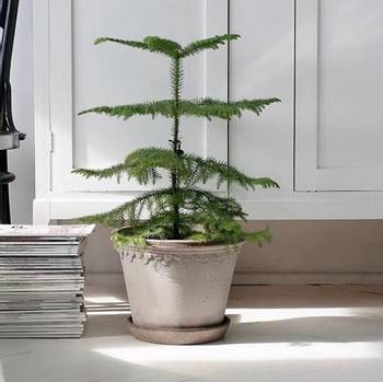 Bilde av Greenliving